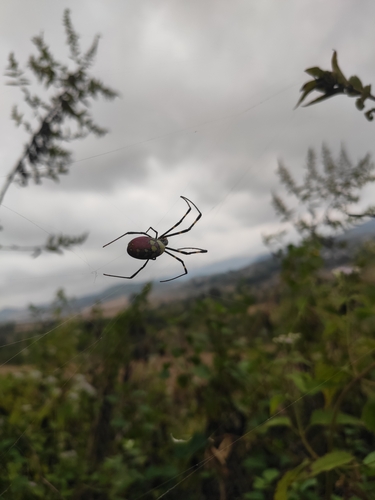 Joro Spider