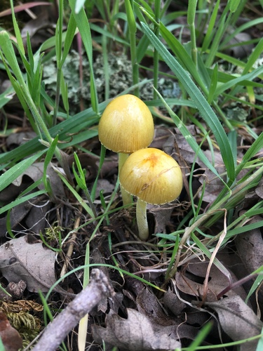 iNaturalist observation photo of yellow fieldcap