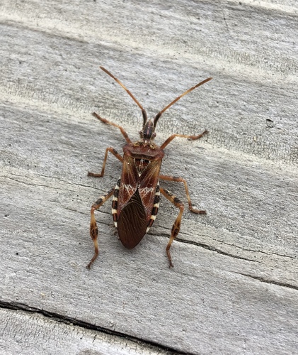 iNaturalist observation photo of Western Conifer Seed Bug