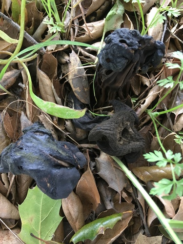 iNaturalist observation photo of Oak-loving Elfin Saddle