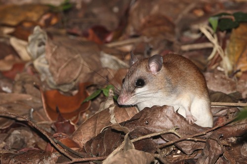 Lorentz’s Paramelomys (Paramelomys lorentzii) — Least Concern Mammalia