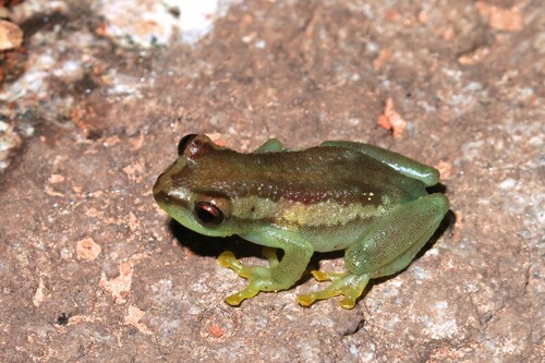 Davenport's Reed Frog