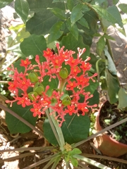 Jatropha podagrica image