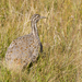 Quiula Patagónica - Photo (c) Bernardo Segura Silva, todos los derechos reservados, subido por Bernardo Segura Silva