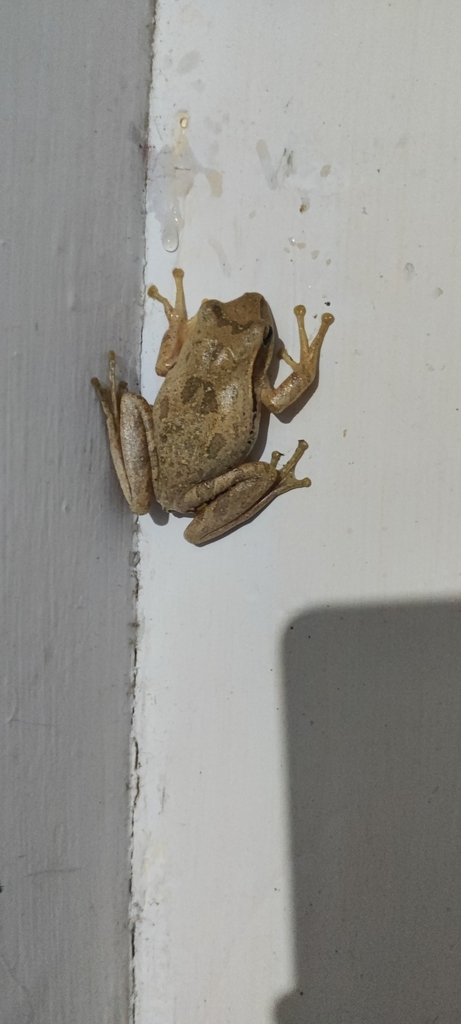 Chunam Tree Frog from Adarsh Nagar, Kusmunda, Chhattisgarh 495454 ...