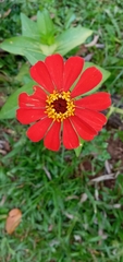 Zinnia violacea image