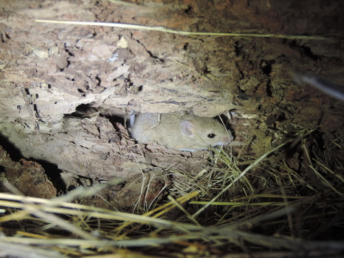 caatinga vesper mouse (Calomys expulsus) — Least Concern Mammalia