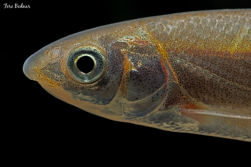Leuciscus leuciscus
