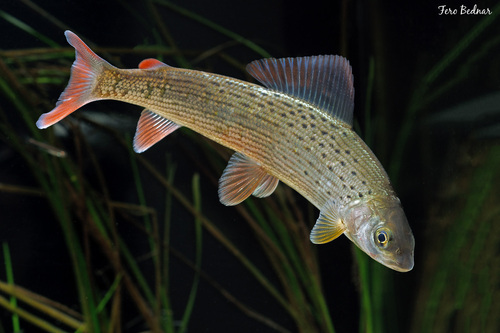 Thymallus thymallus