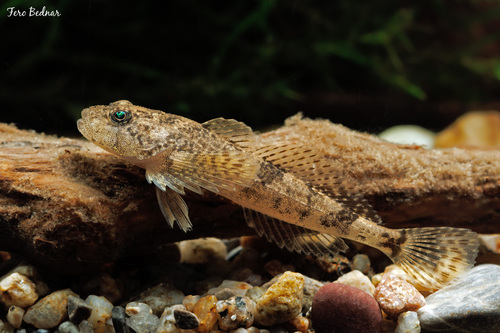 Alpine Bullhead