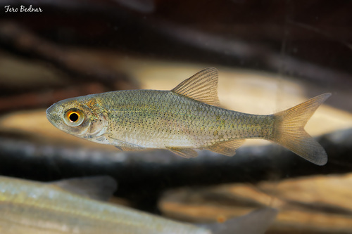 Rutilus rutilus