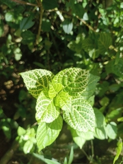 Asystasia gangetica image