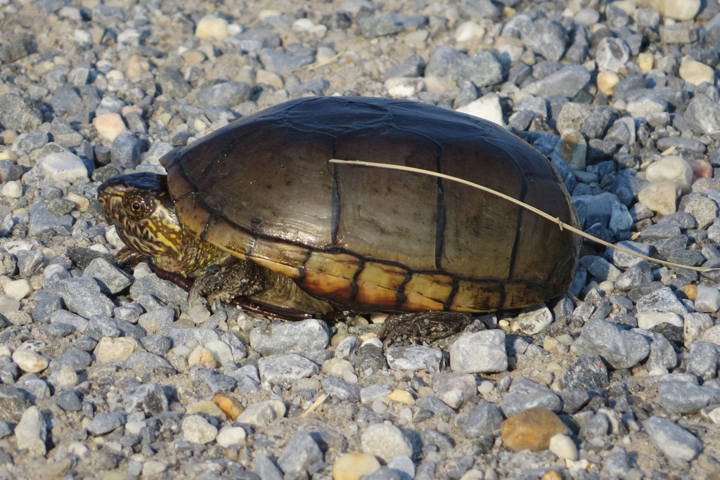 Eastern Mud Turtle from Kent County, DE, USA on June 14, 2017 at 05:39 ...