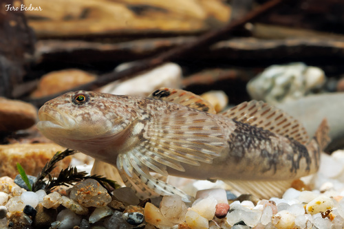 Alpine Bullhead