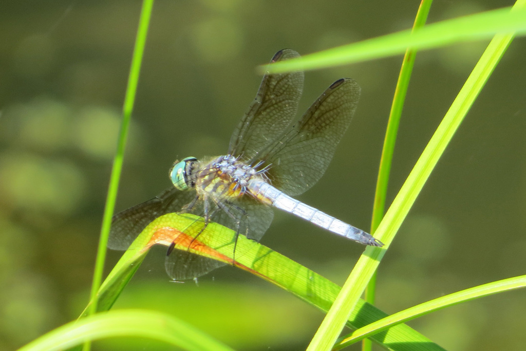 Blue Dasher from West Friendship, MD, USA on July 2, 2017 at 0926 AM