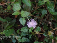 Mimosa pudica image