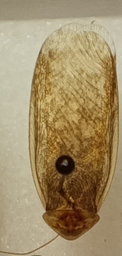 Arenivaga