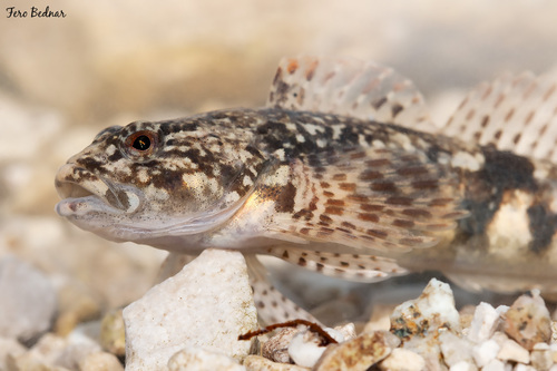 Cottidae