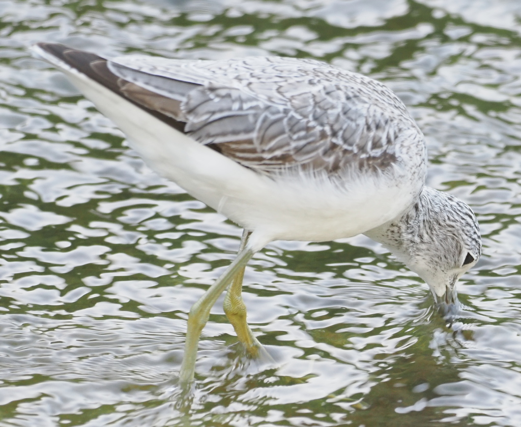 Shanks, Tattlers, and Allies in December 2023 by S Dowell · iNaturalist