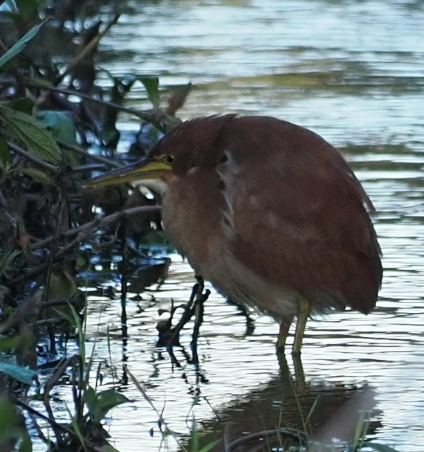 Cinnamon Bittern In December 2023 By S Dowell · Inaturalist