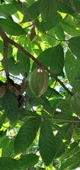 Theobroma cacao image