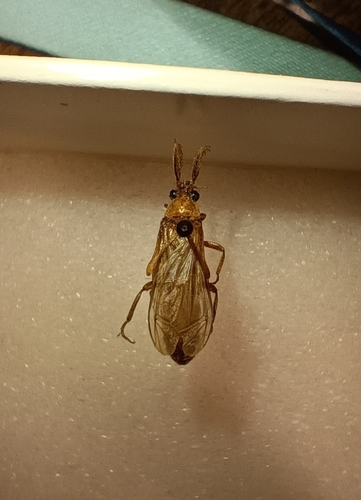Phengodes