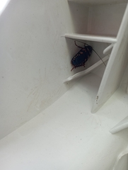 Periplaneta australasiae image