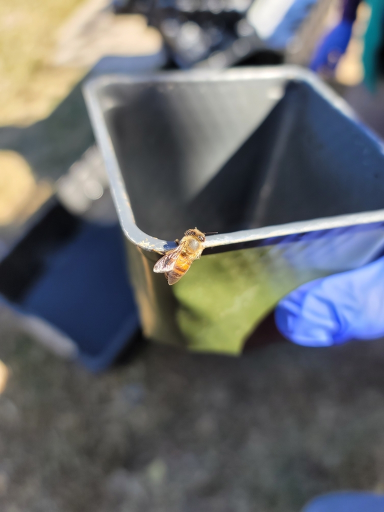 Western Honey Bee from El Paso County, USTX, US on December 8, 2023 at