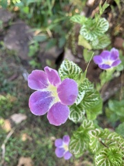 Asystasia gangetica image