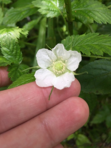 Rubus niveus image