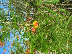 Caesalpinia pulcherrima image