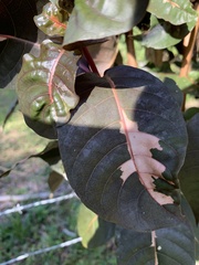 Graptophyllum pictum image