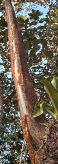 Bursera simaruba image