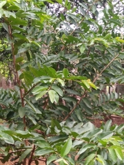 Psidium guajava image