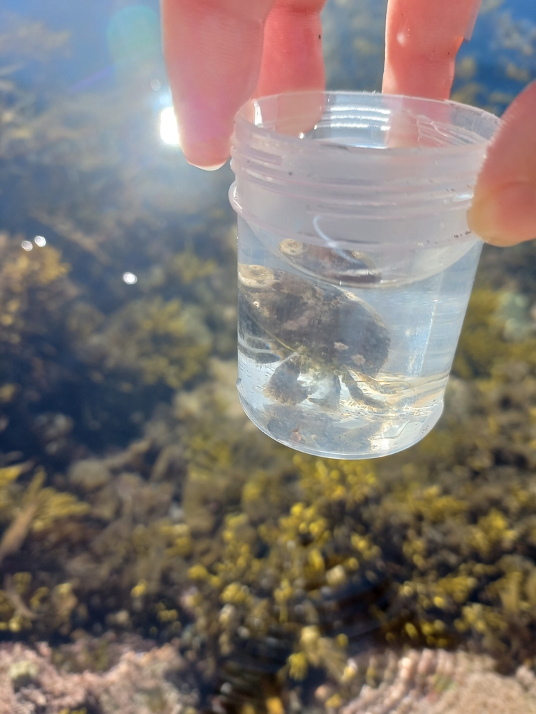 New Zealand Hermit Crab from Canterbury, New Zealand on December 9
