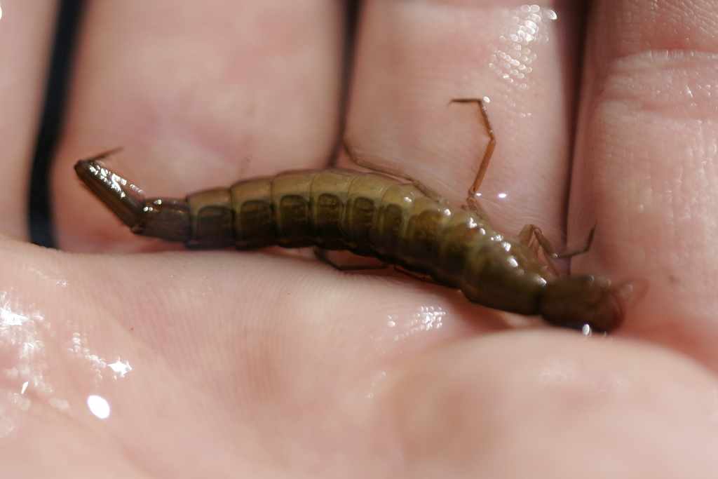 Dytiscus from Eberswalde, Deutschland on May 2, 2012 at 0240 PM by