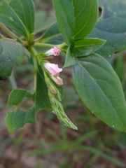 Spigelia hamelioides image