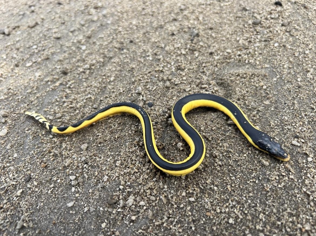 Yellow Bellied Sea Snake From Malorua Vanuatu On December 9 2023 At