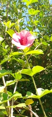 Allamanda blanchetii image