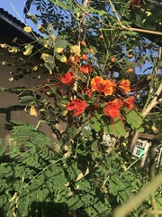Caesalpinia pulcherrima image