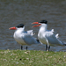 Caspian Tern - Photo (c) Chad Arment, all rights reserved, uploaded by Chad Arment