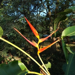 Heliconia latispatha image