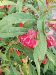 Impatiens balsamina image