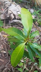 Mangifera indica image