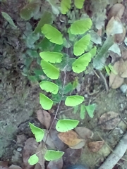 Adiantum philippense image