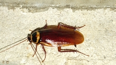 Periplaneta australasiae image