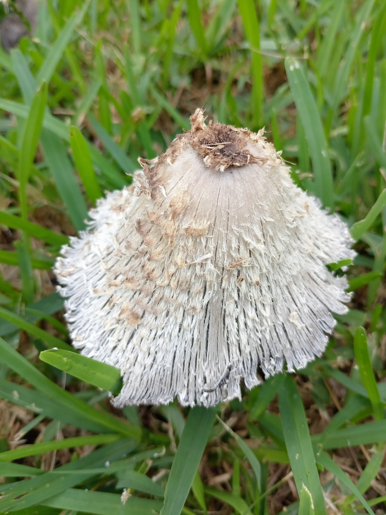 Coprinopsis sect. Lanatulae from AV 70 CIUDAD CAUCEL Ciudad Caucel ...