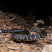 Broad-headed Snake - Photo (c) Jono Dashper, all rights reserved, uploaded by Jono Dashper