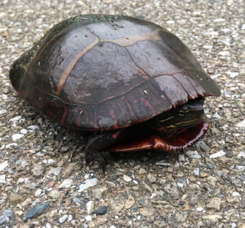 Eastern Painted Turtle from River Hill Village Center, Clarksville, MD ...