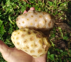 Morinda citrifolia image